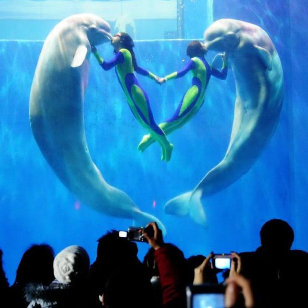 Танцы с дельфинами
